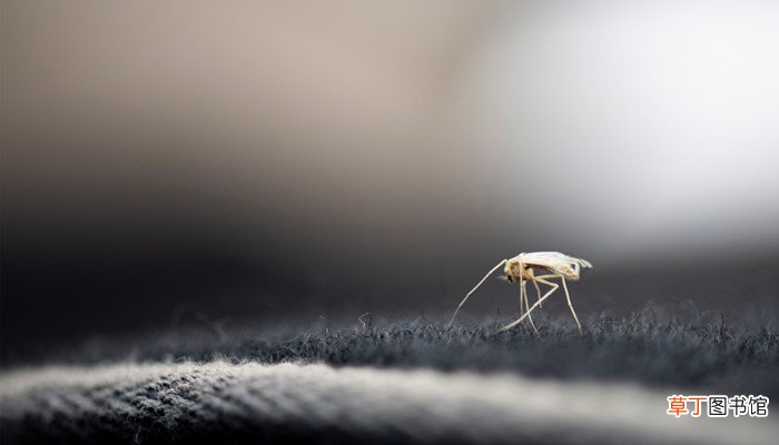 梦见打蚊子是什么意思