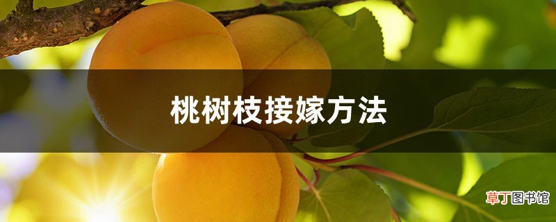 桃树枝接嫁方法