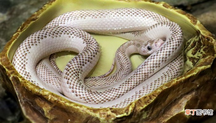 荒山野岭猜一生肖
