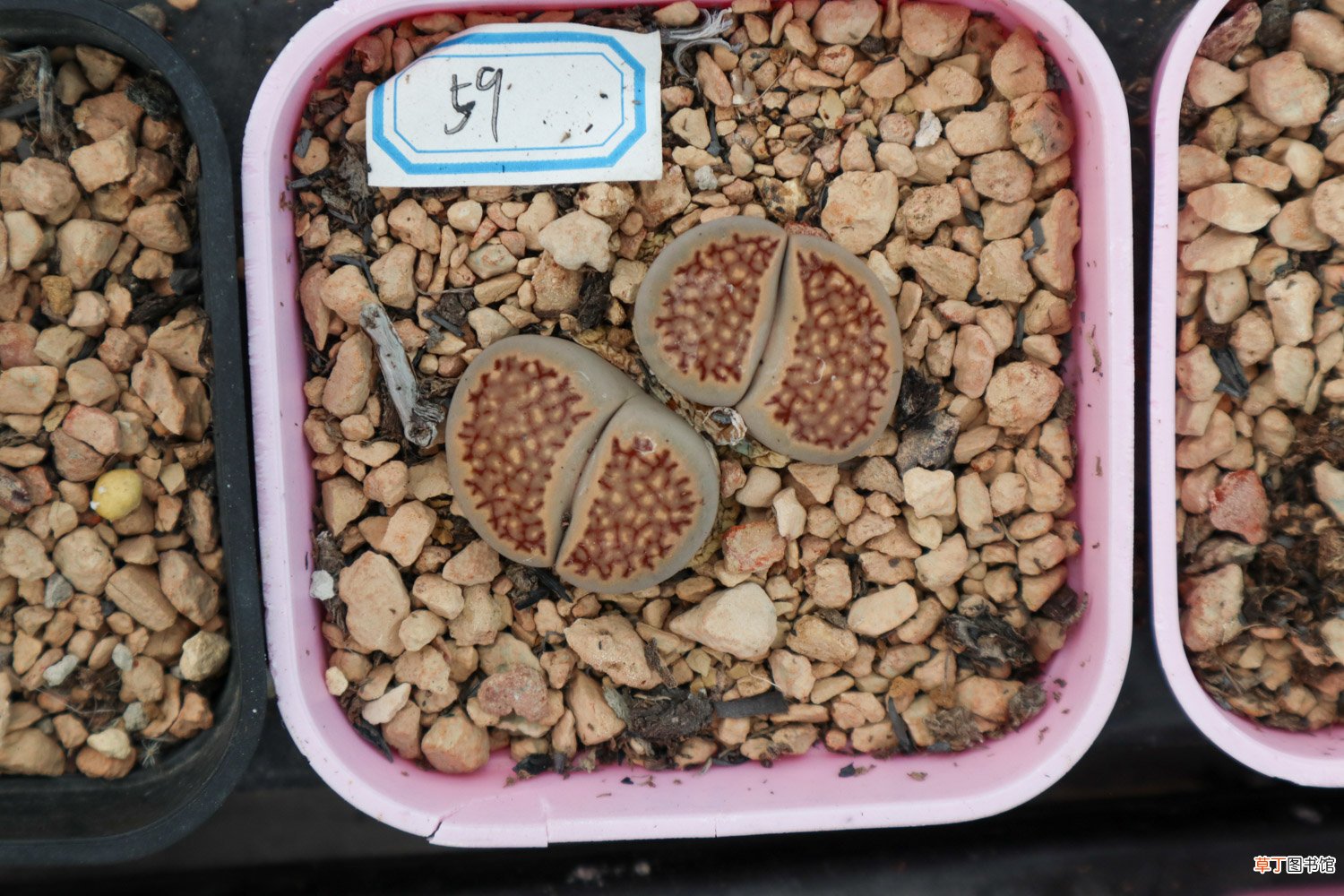 生石花开花后有种子吗