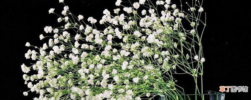 满天星发芽后怎么养