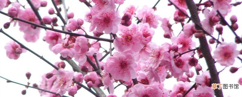 梅花如何过冬