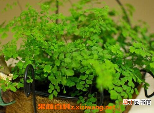 铁线草怎么养最好 铁线草花语及繁殖方法