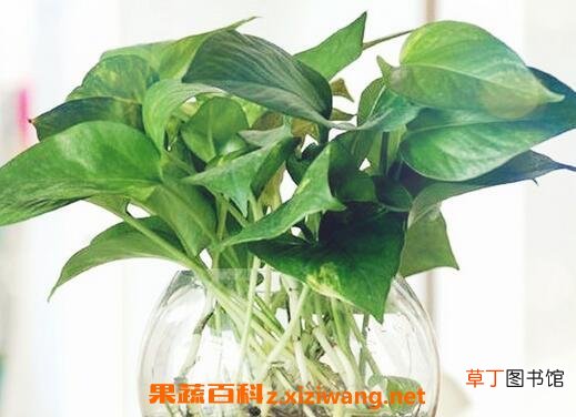 怎样用水养殖绿萝 养殖绿萝方法技巧