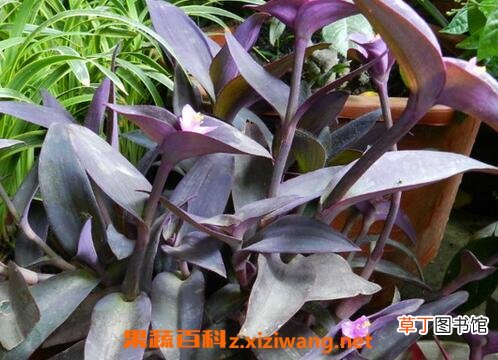 紫鸭跖草怎么养 紫鸭跖草的养殖方法