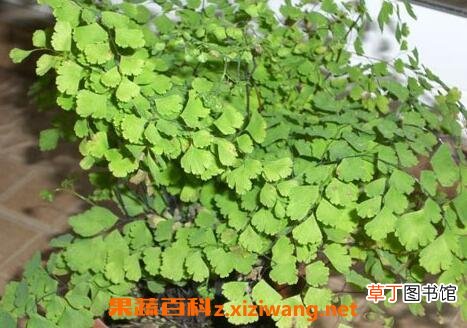 铁线草图片 铁线草的功效