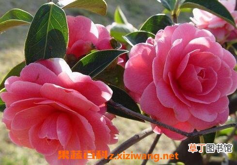 云南山茶花的养殖方法