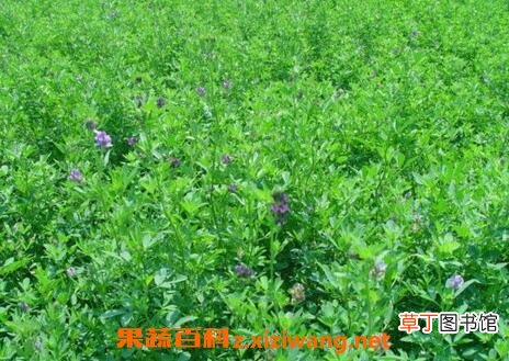 常见牧草有哪些 常见牧草的营养价值