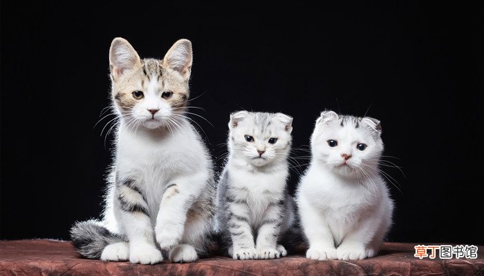 梦见小猫崽是什么意思