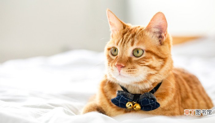 梦见小猫崽是什么意思