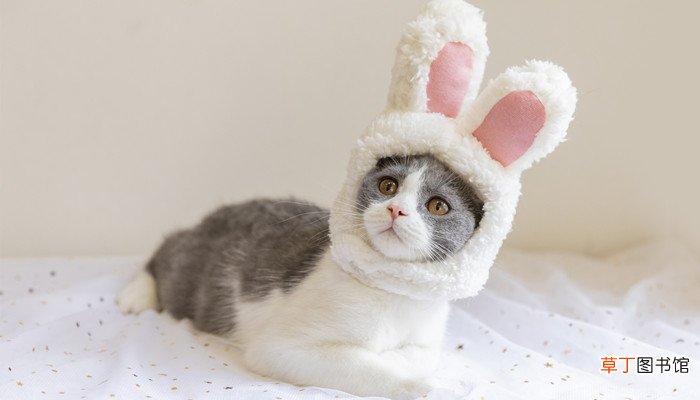 梦见两只猫围着自己转圈