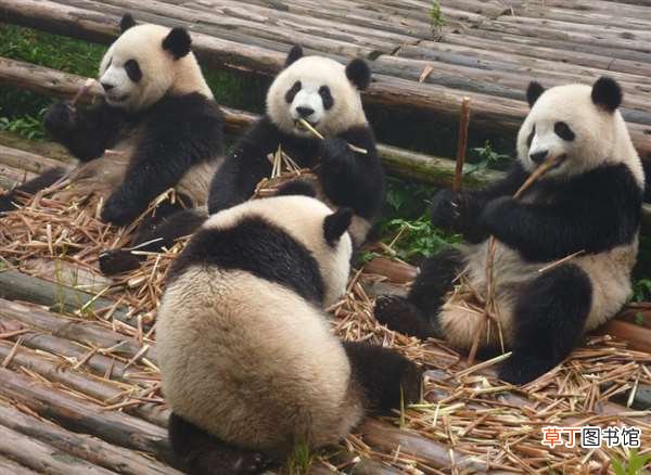 网友：梳了两条冲天辫? 成都一大熊猫因长相潦草走红