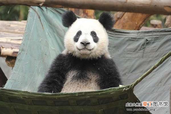 网友：梳了两条冲天辫? 成都一大熊猫因长相潦草走红