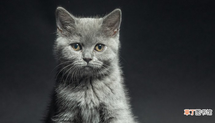 女人梦见猫