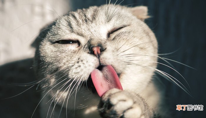 女人梦见猫