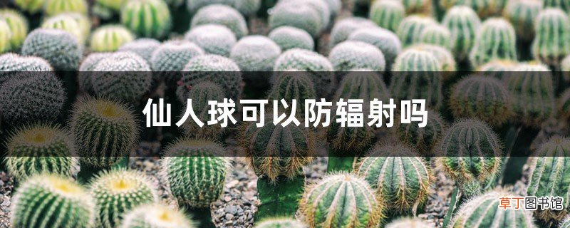 仙人球可以防辐射吗