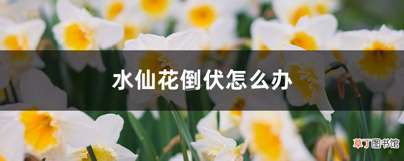 水仙花倒伏怎么办