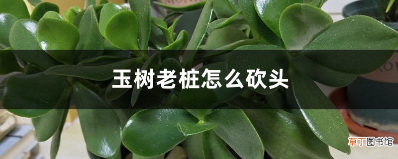 玉树老桩怎么砍头