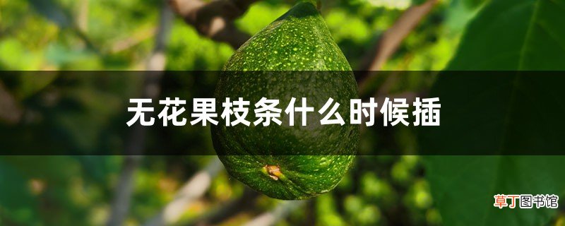 无花果枝条什么时候插