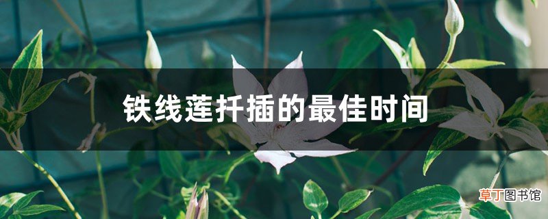 铁线莲扦插的最佳时间
