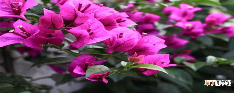 三叶梅什么时候修剪