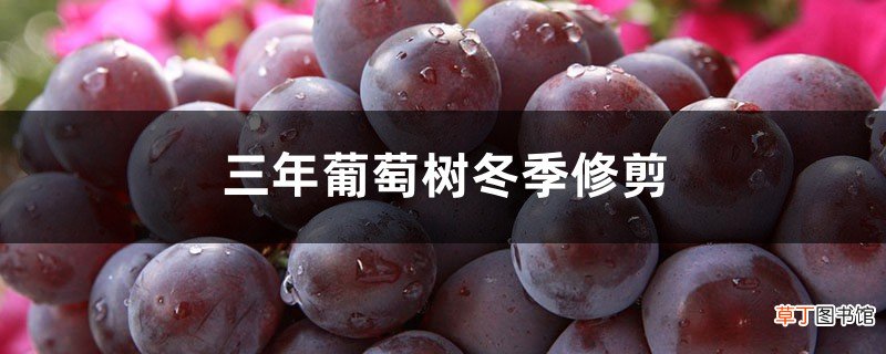 三年葡萄树冬季修剪