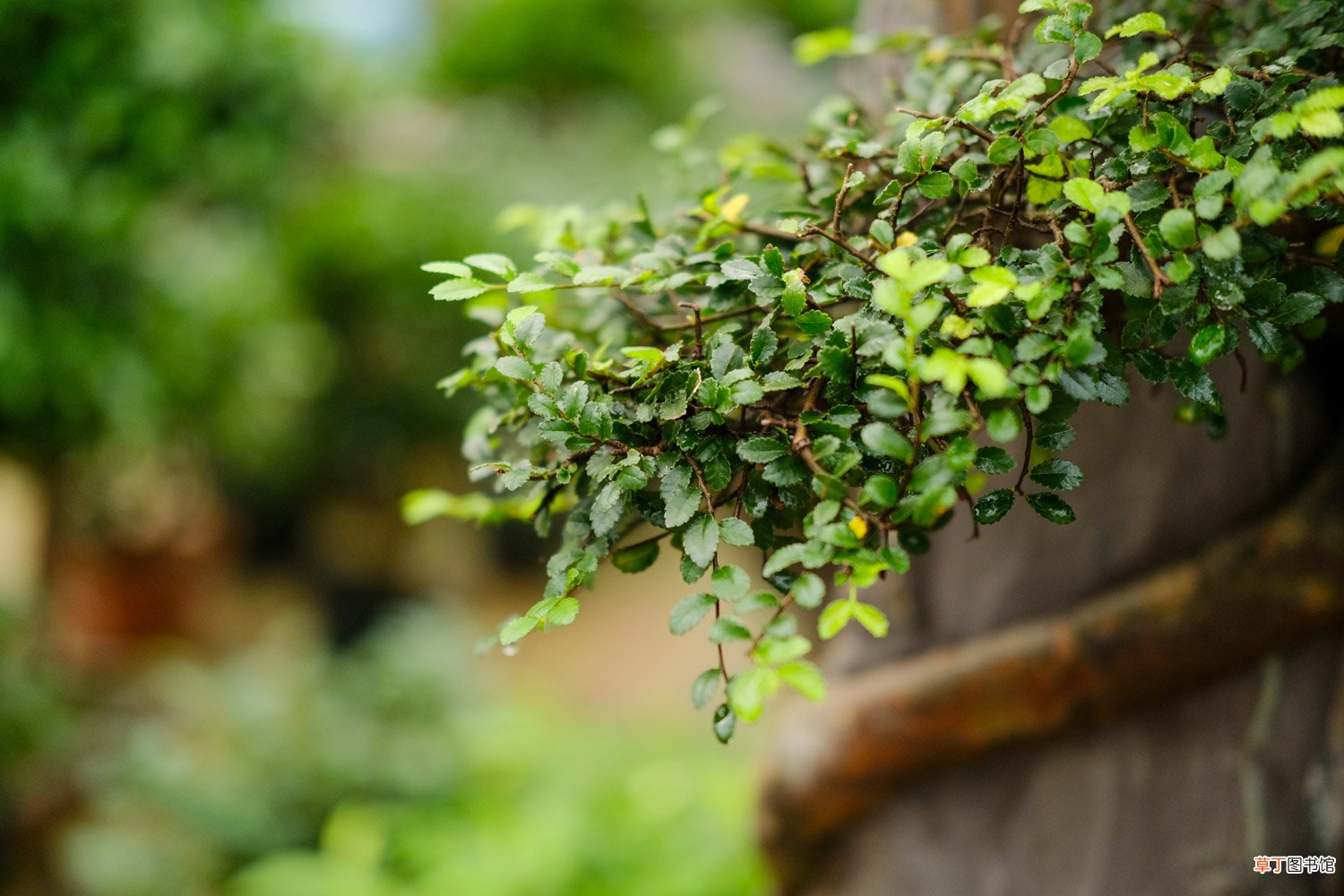 榆树怎样嫁接桂花