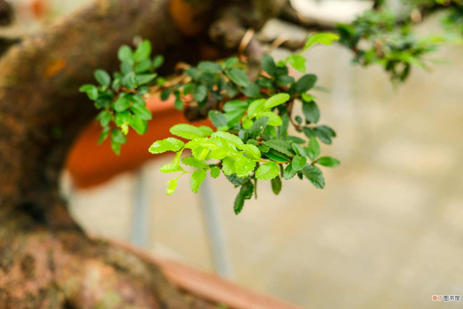 榆树怎样嫁接桂花