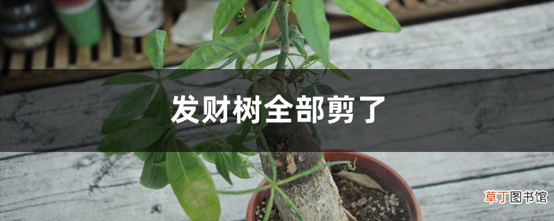 发财树枝叶可以全剪了吗