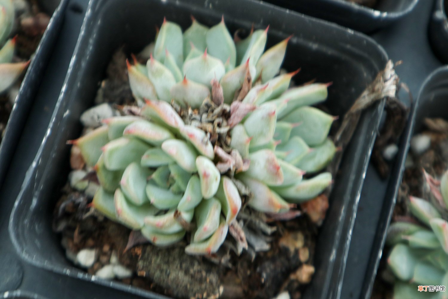 多肉种子如何催芽