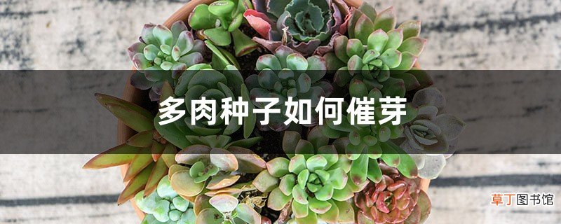 多肉种子如何催芽