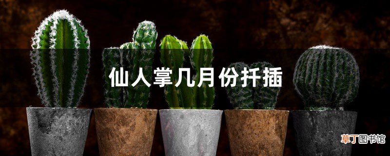 仙人掌几月份扦插