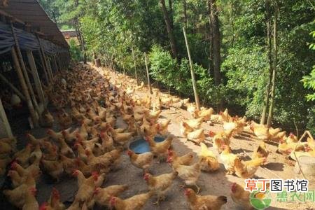 黄羽鸡是三黄鸡吗 三黄鸡为什么叫三黄鸡