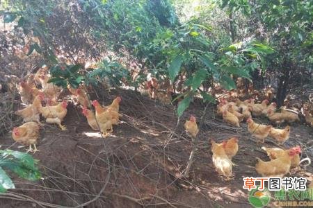 黄羽鸡是三黄鸡吗 三黄鸡为什么叫三黄鸡