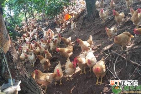 黄羽鸡是三黄鸡吗 三黄鸡为什么叫三黄鸡