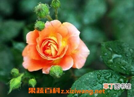 月季花养殖方法和注意事项