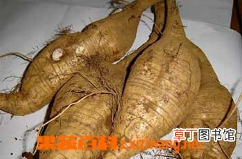 葛根的功效与副作用