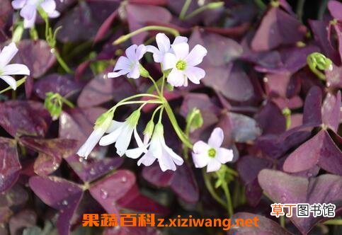 紫叶炸浆草的药用价值
