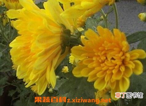 月月菊花如何养 月月菊花的养殖方法