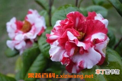 茶花的养殖方法和注意事项