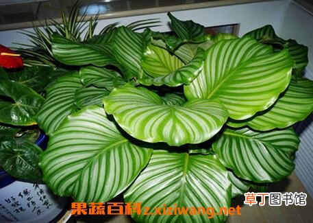 圆叶竹芋如何养殖 圆叶竹芋的养殖方法