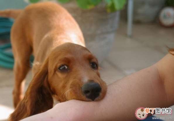 被动物抓伤咬伤要怎么办 哪些动物会传染狂犬病