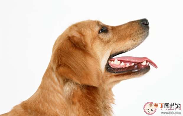 被动物抓伤咬伤要怎么办 哪些动物会传染狂犬病