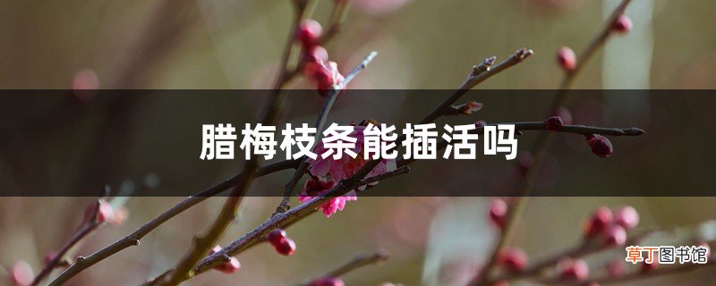 腊梅枝条能插活吗
