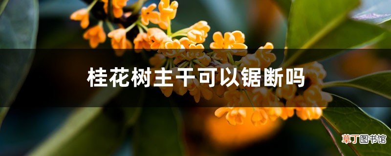 桂花树主干可以锯断吗