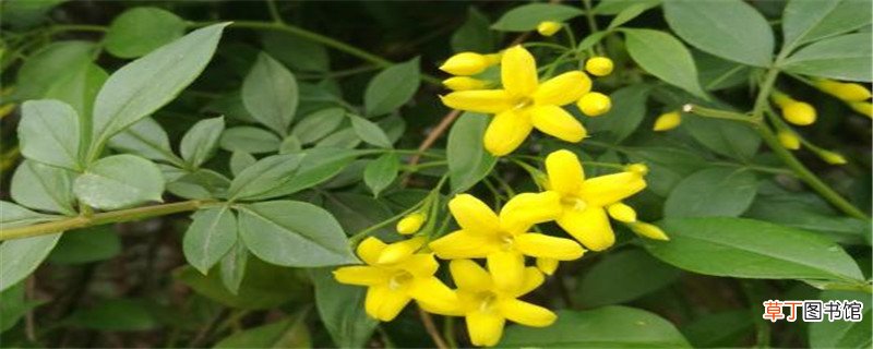 探春花修剪方法