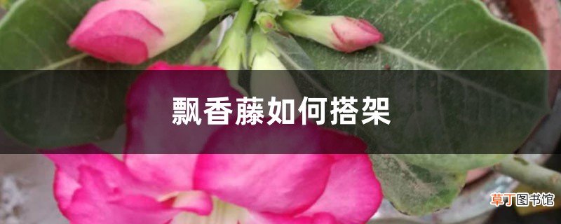 飘香藤如何搭架