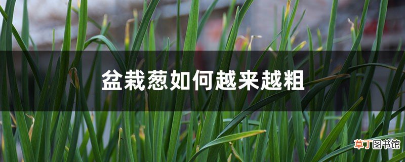 盆栽葱如何越来越粗