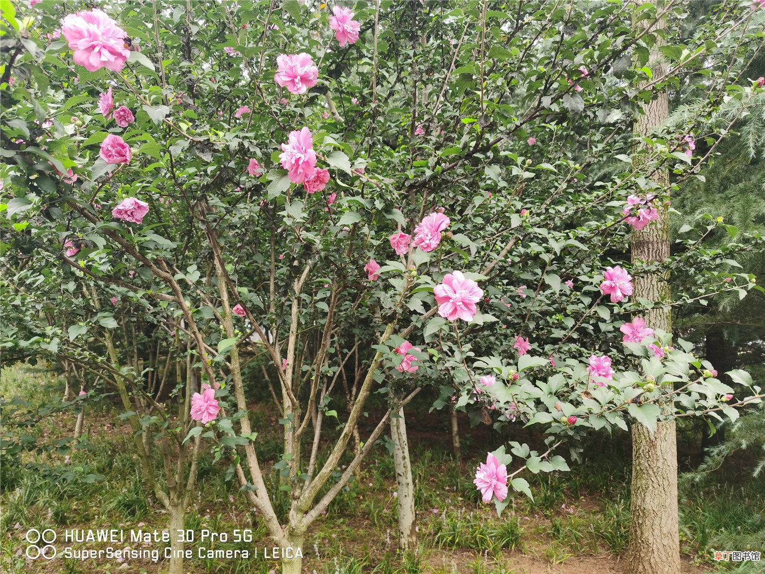 木槿枝泡水能生根吗