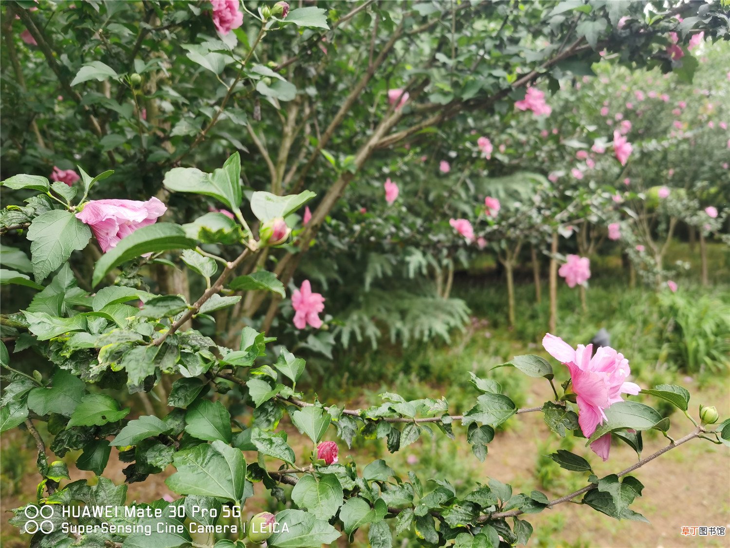 木槿枝泡水能生根吗